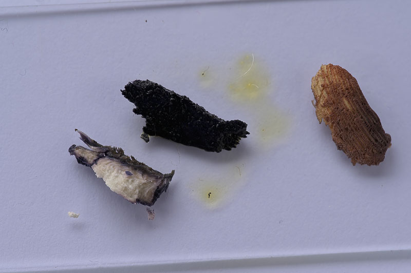 Lentoporia carbonica